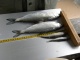 Probebefischung Dez.2009 004.jpg